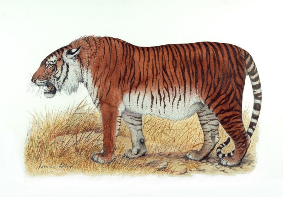 Asian Tigers Canada Day