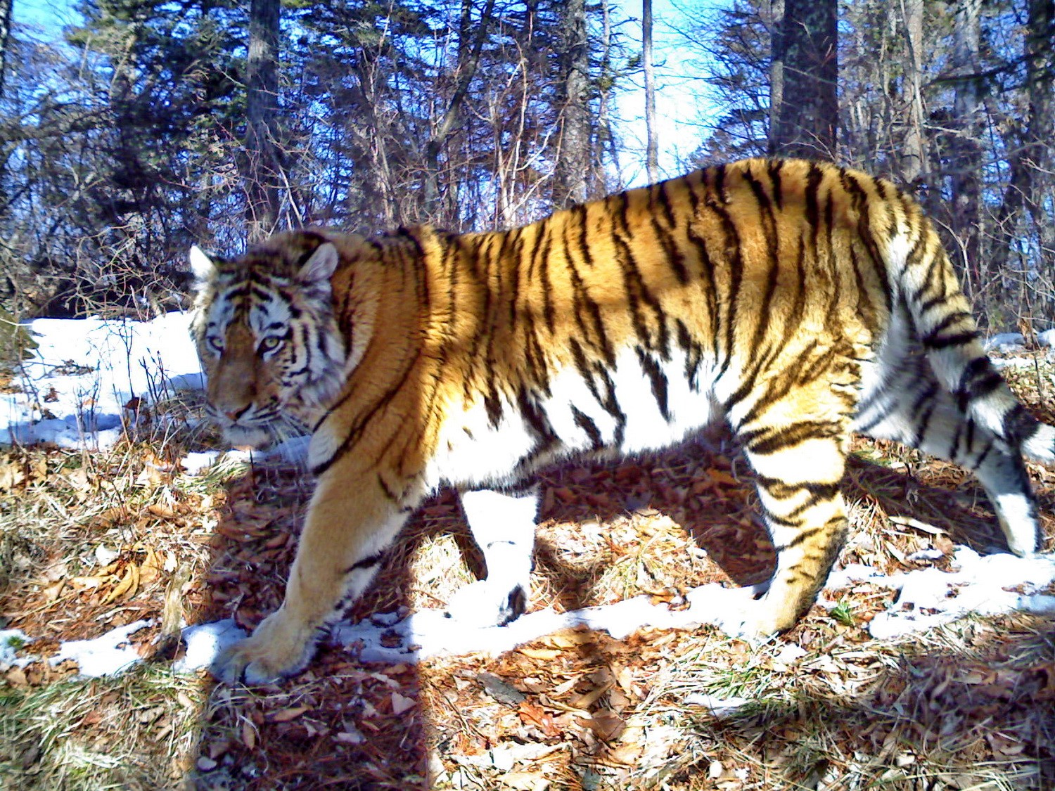 Asian Tigers Canada Day